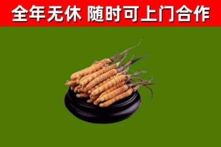 德化县烟酒回收冬虫夏草.jpg