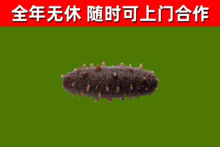 德化县烟酒回收干海参.jpg